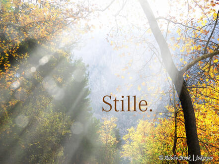 Verschieden satte Waldfarben strahlen Stille und Offenheit aus.