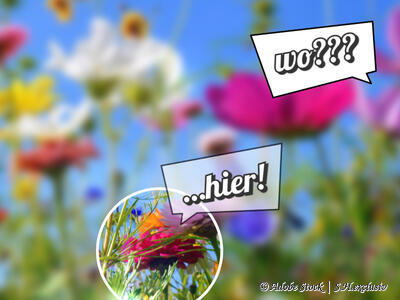 Anschauungsbeispiel Blumenwiese: In der Vielfalt der Unternehmensbeschreibung geht dein Angebot auf der Webseite unter.
