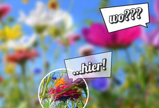 Anschauungsbeispiel Blumenwiese: In der Vielfalt der Unternehmensbeschreibung geht dein Angebot auf der Webseite unter.