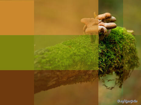 Moodbaord: Waldfarben schaffen Ruhe.